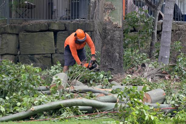 Reliable Forsgate, NJ Tree Care  Solutions